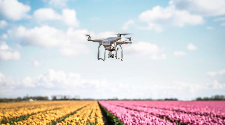 Drohne über Blumenfeld